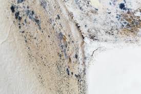 Best Environmental Consulting for Mold Prevention in Little Ferry, NJ